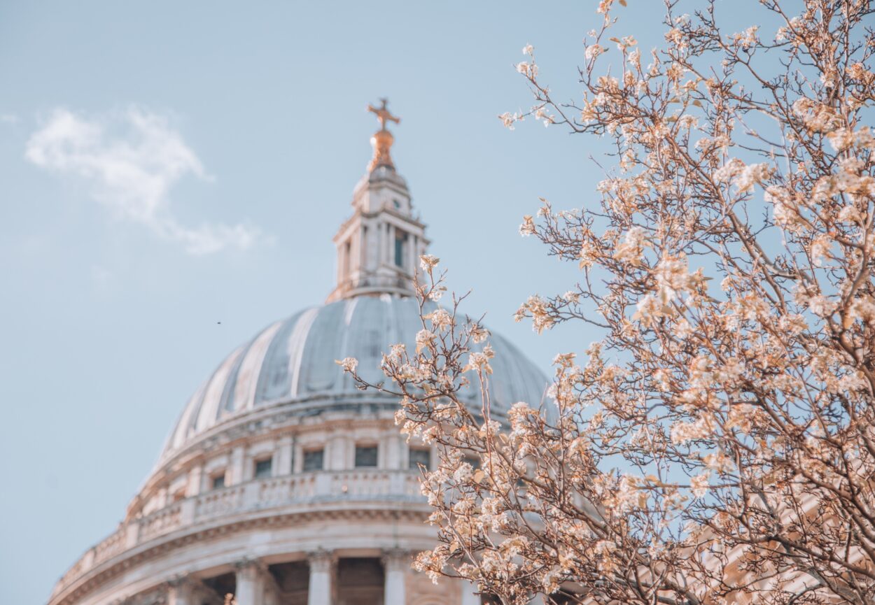 St. Paul's Cathedral with pink cherry blossoms trees during Spring time in London, UK